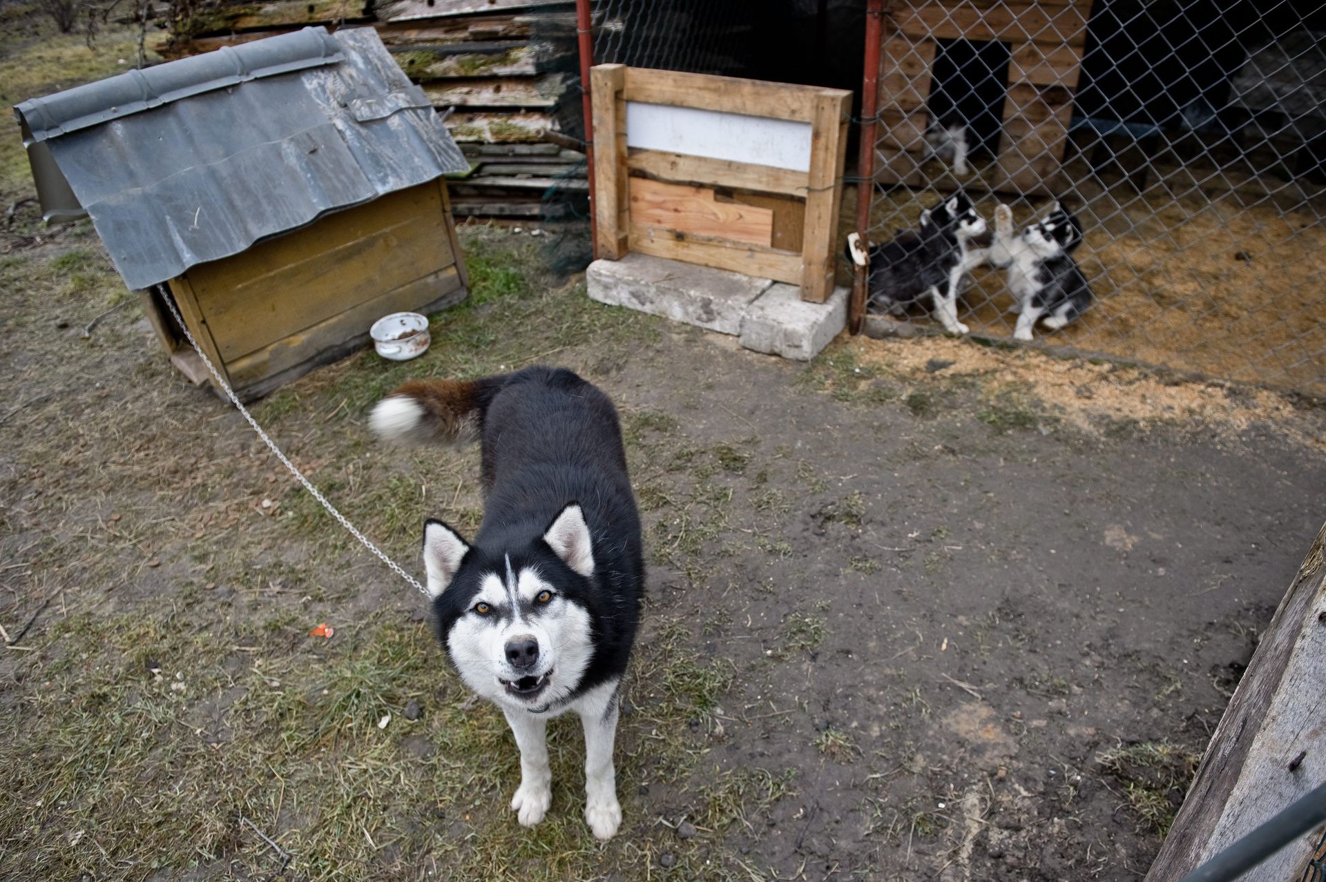 Nowe przepisy dotyczące ochrony zwierząt w Sejmie