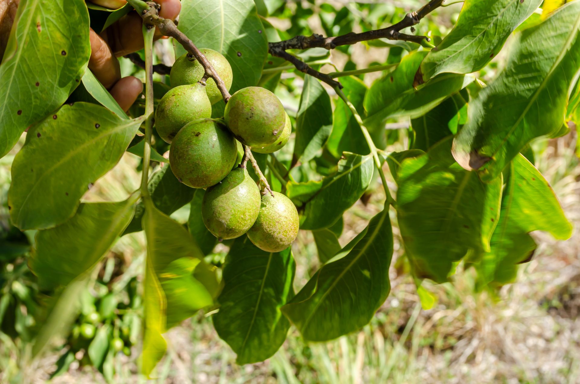 Wygląda jak limonka, smakuje jak liczi. Zaskakuje od pierwszego kęsa