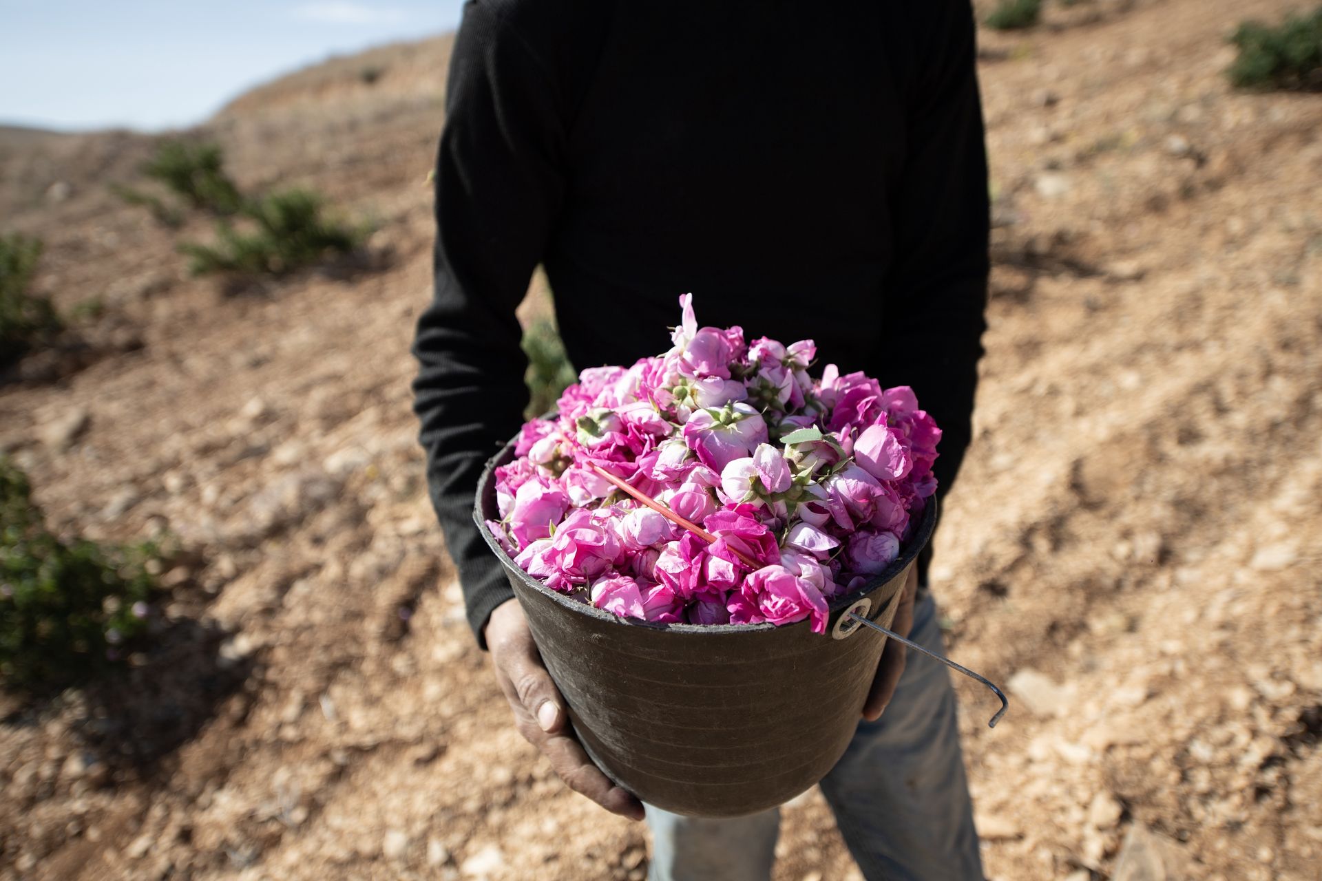 Zapach dobry dla mózgu. Pomoże zwiększyć szarą materię