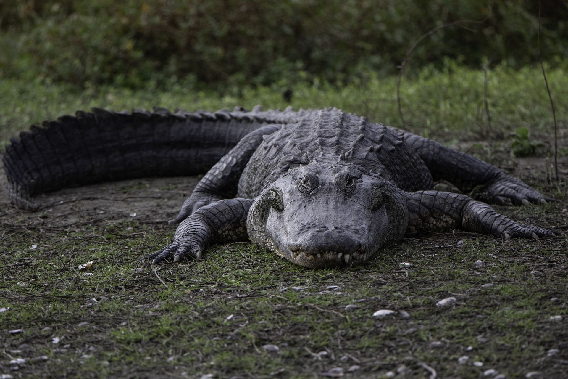 Kobieta zamarła. Myślała, iż to włamywacze, a było jeszcze gorzej
