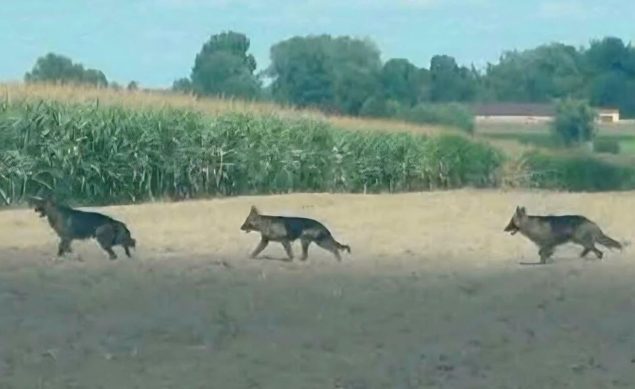 Wataha agresywnych psów poluje na Mazowszu. Jest komunikat władz