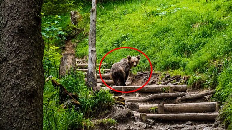Nowy plan na niedźwiedzie. Specjalne zespoły użyją amunicji niepenetrującej