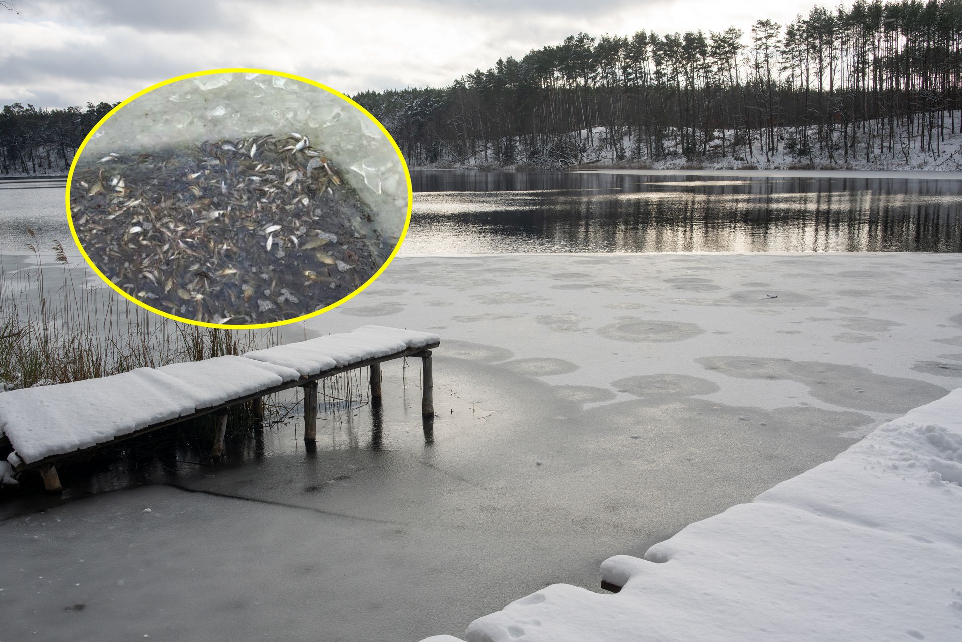Na Pomorzu trwa walka z czasem. Ryby masowo giną pod lodem