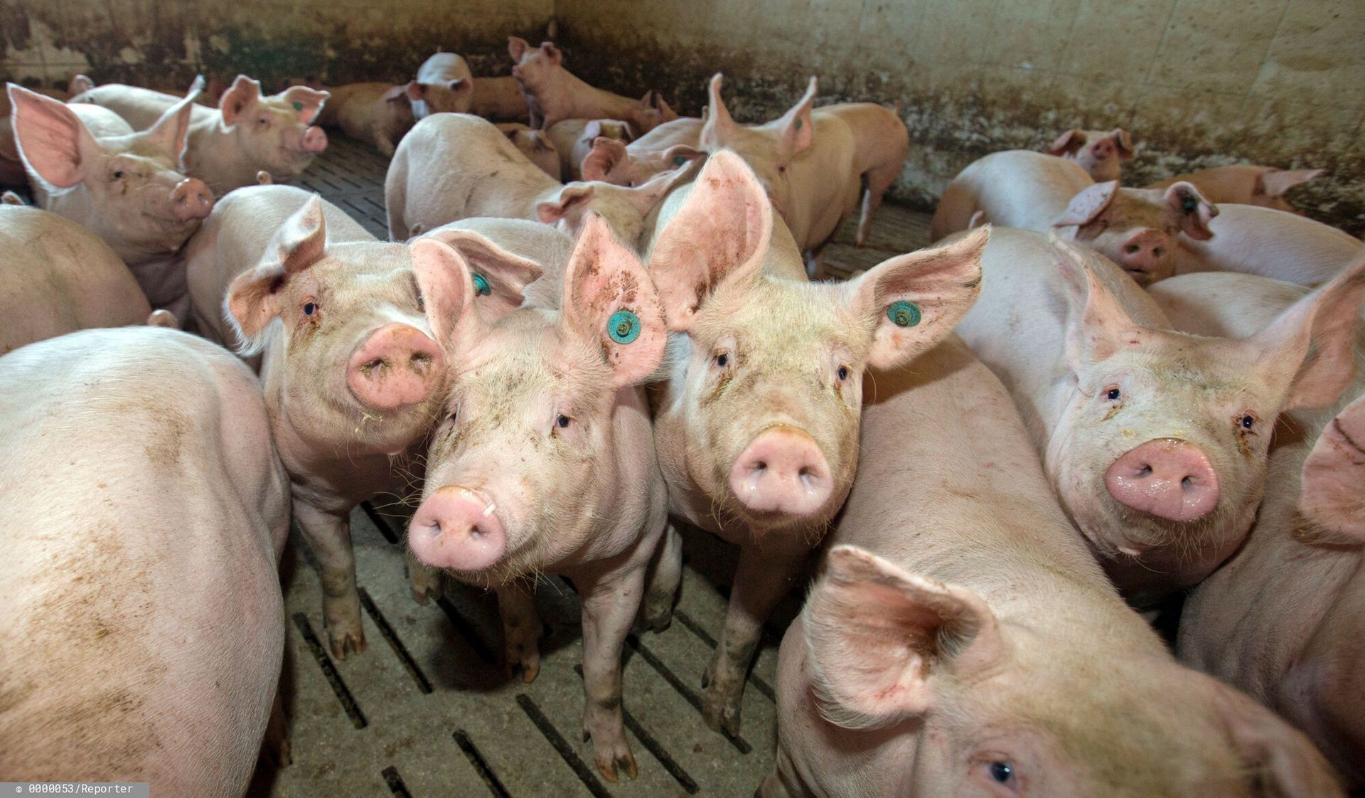 Rząd szykuje bubel prawny? Zbudują chlewnię obok ciebie i nikt się temu nie sprzeciwi