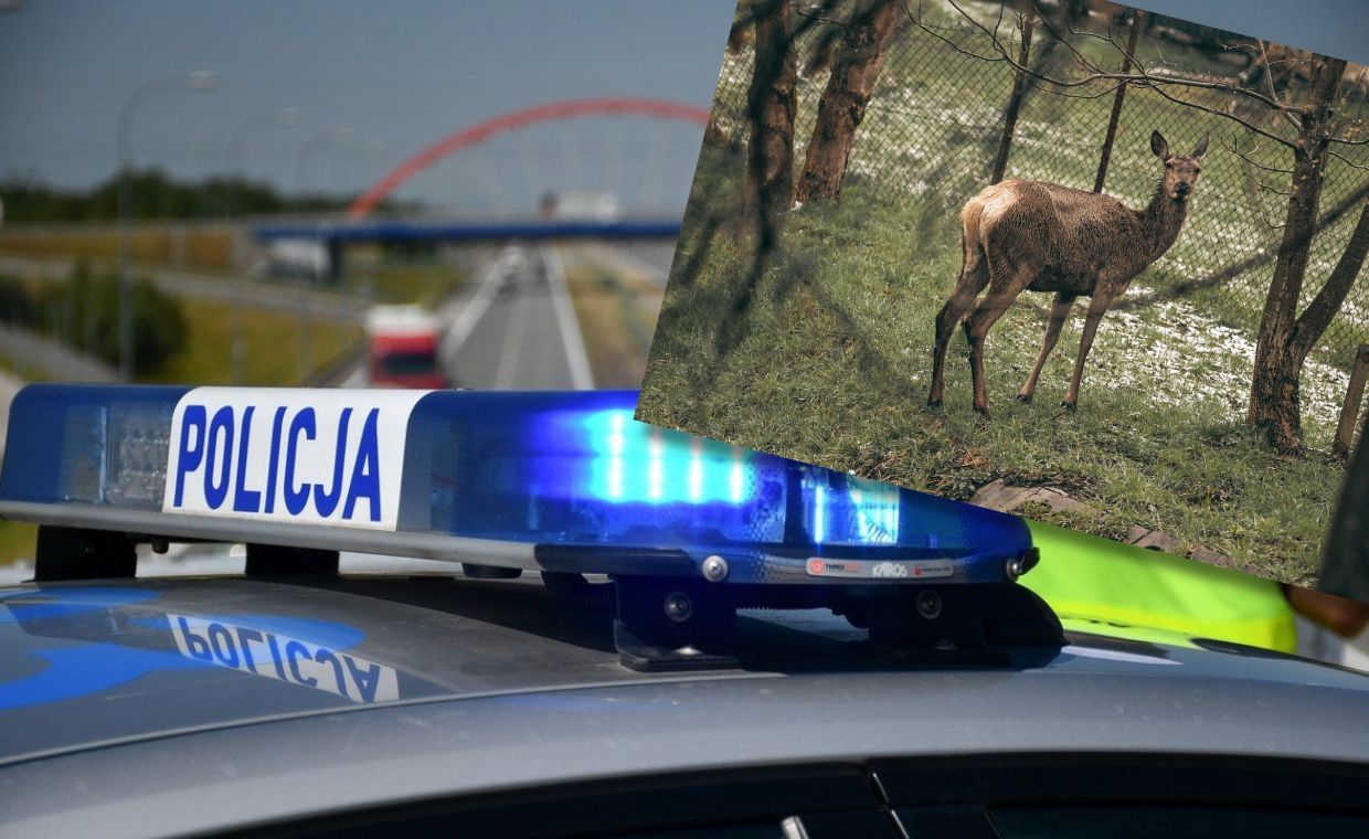 Policjant nie dobił jelenia. Został wydalony ze służby