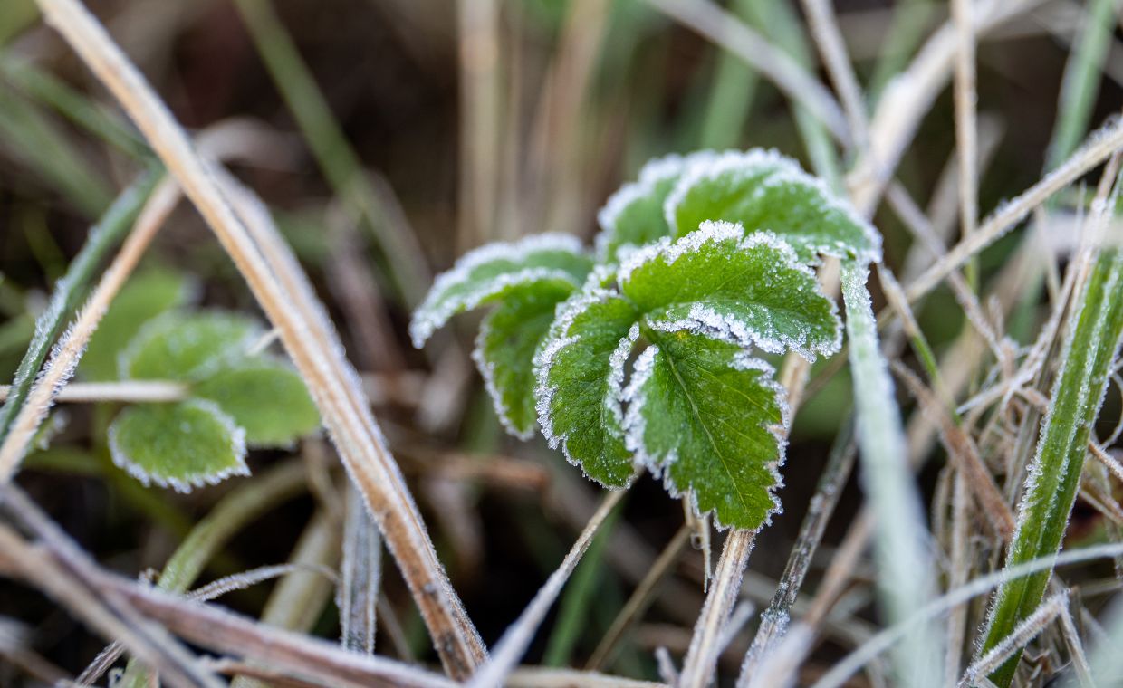 Przymrozki w maju. "Zimni ogrodnicy" lubią namieszać każdego roku w pogodzie. Co warto o nich wiedzieć?