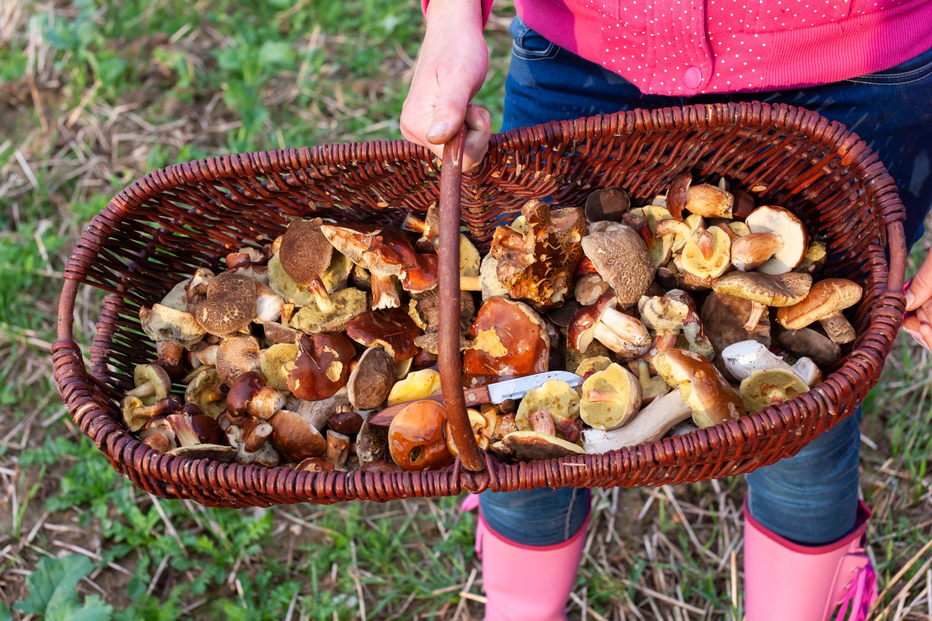 W lasach zaroiło się od grzybów. Można wychodzić z pełnymi koszykami