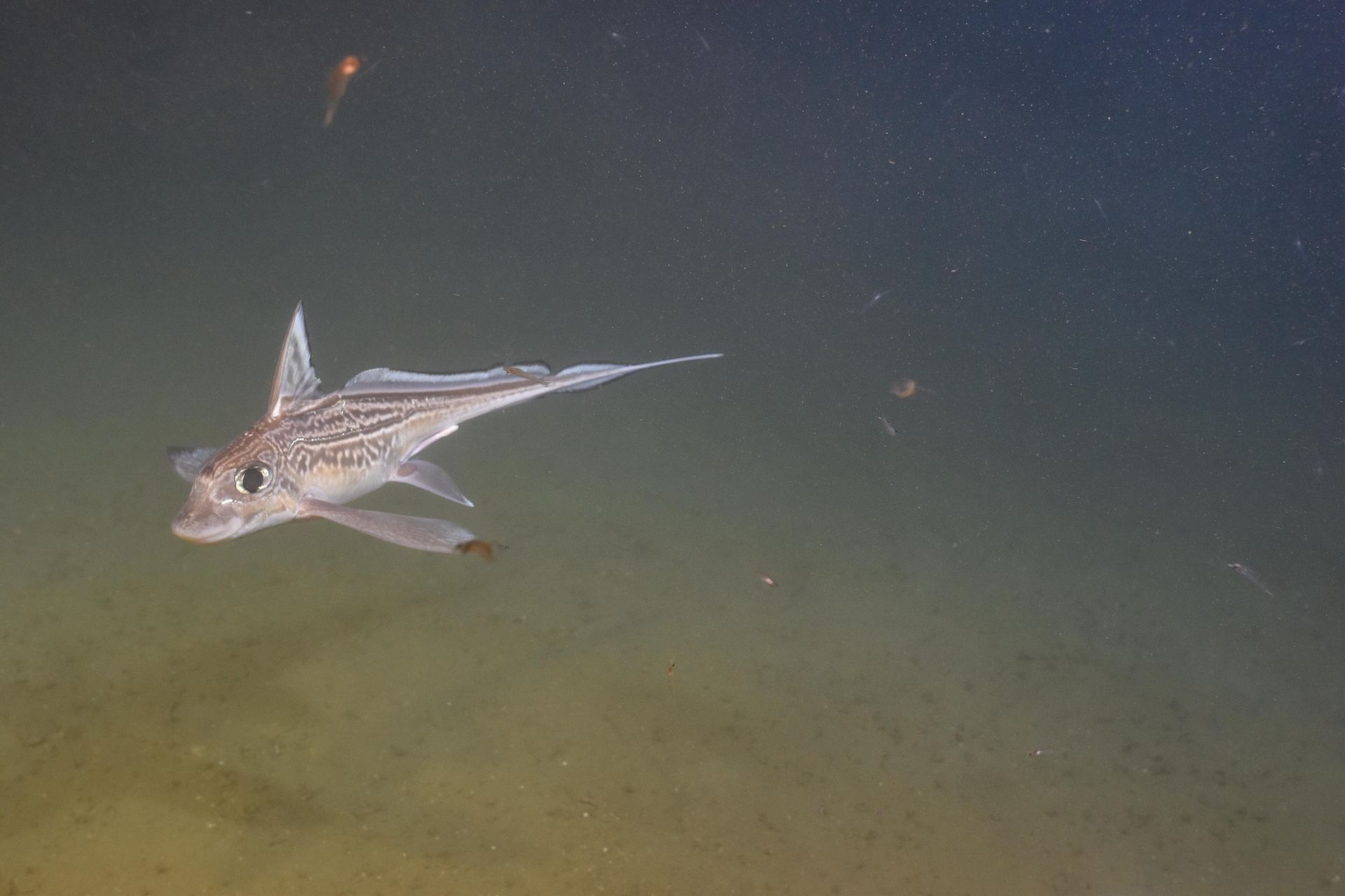 Zaskakujące odkrycie. Dlatego chimery amrykańskie mają zęby na czole