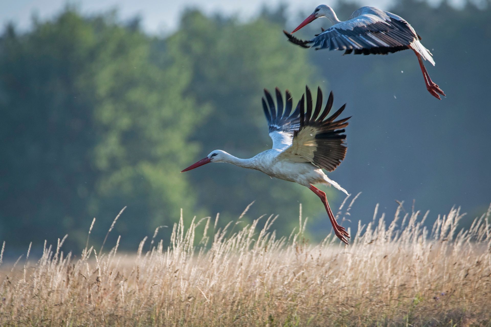 Setki bocianów już nad Egiptem. Polacy dzielą się nagraniami z wakacji