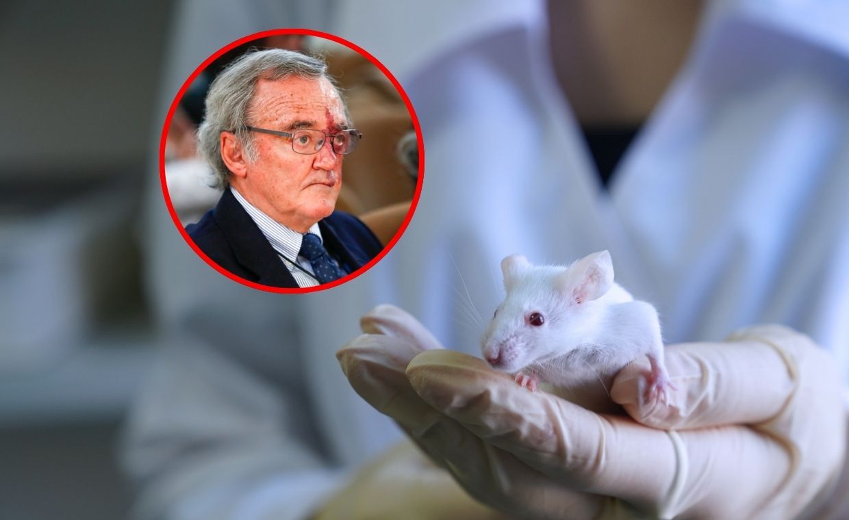 Sukces hiszpańskich badaczy. Wyleczyli myszy z raka trzustki