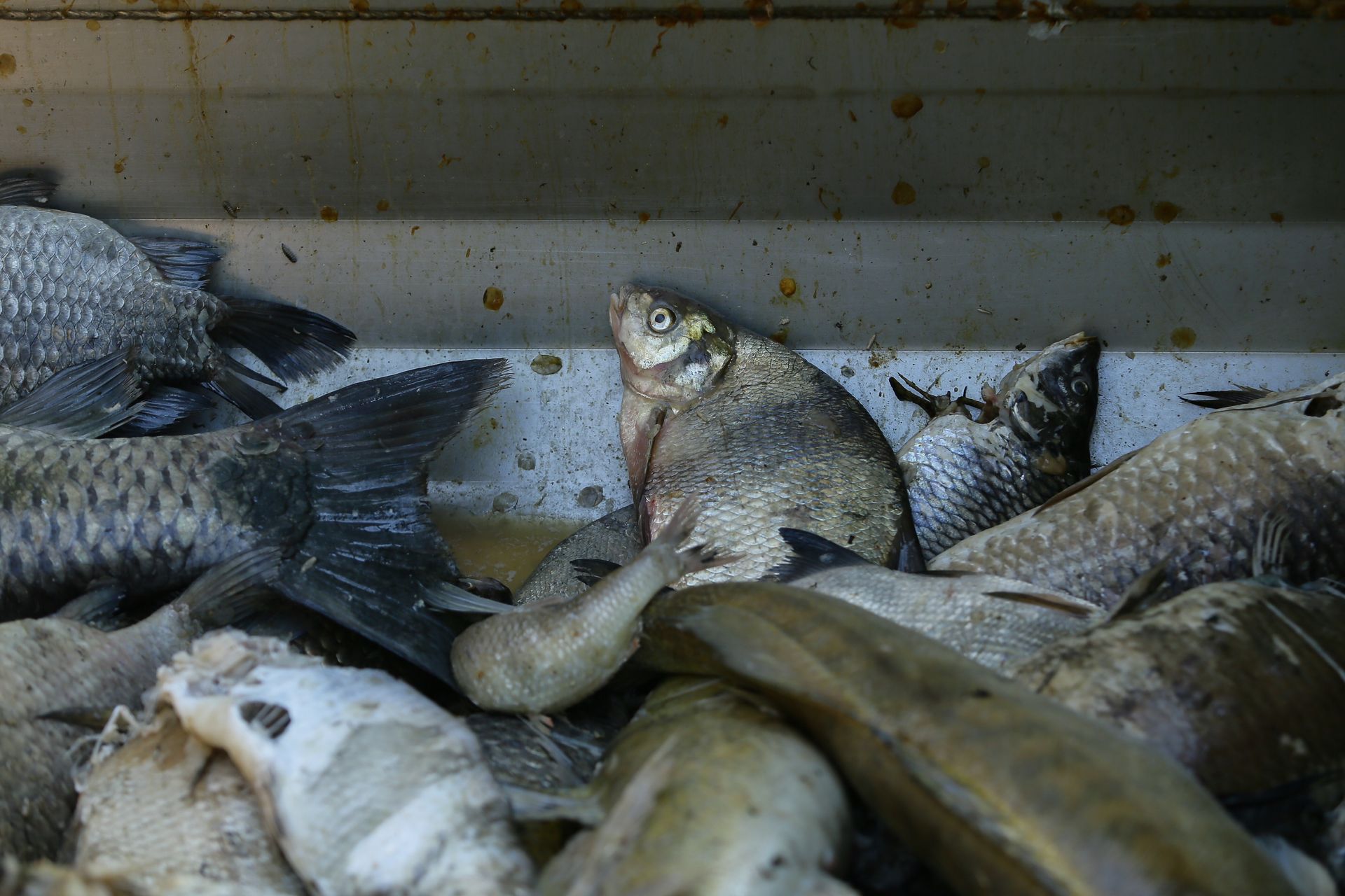 Nadciąga złota alga. 260 kg śniętych ryb wyłowionych z Kanału Gliwickiego