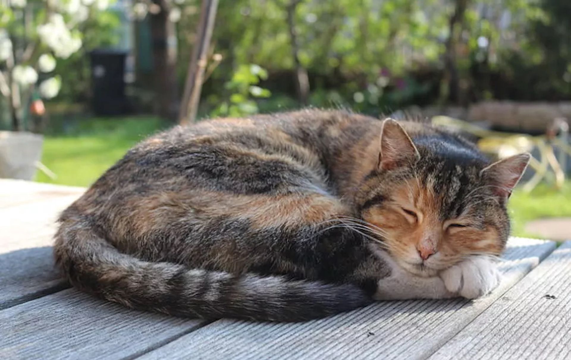 Śpią głównie na lewym boku. Może być to związane z ich strategią przetrwania