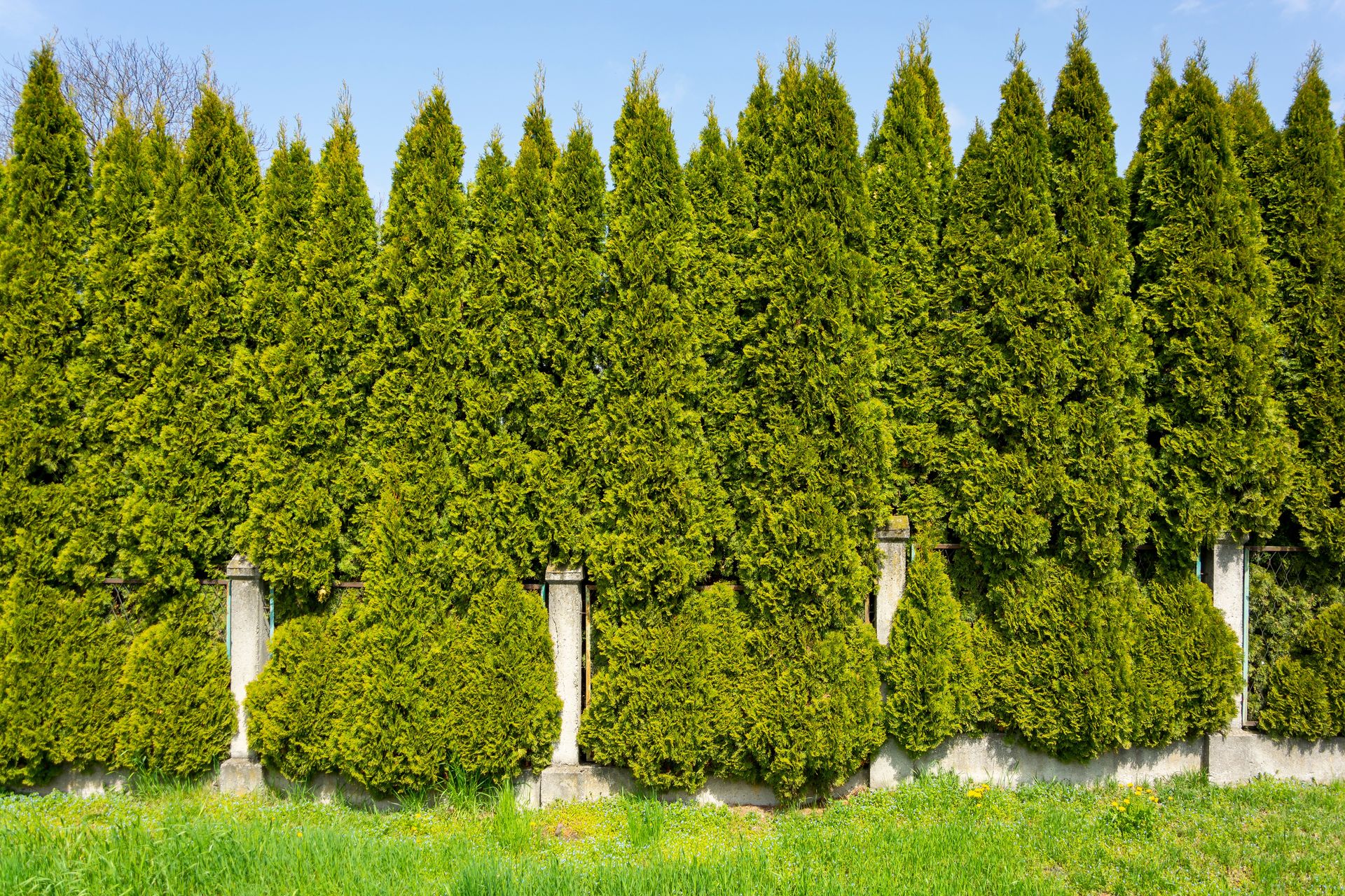 Ani centymetra więcej. Przy wyższych tujach sąsiad może iść do sądu