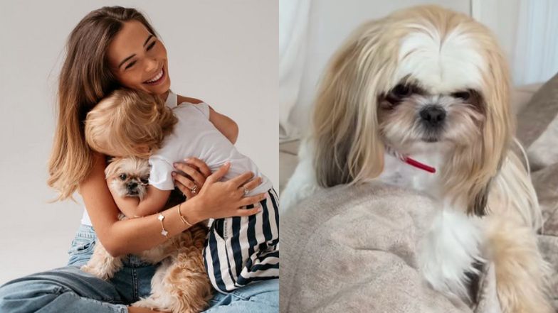 "DRAMAT" w domu Sandry Kubickiej: jej syn uderzył psa, a ten go ugryzł. "Luna skoczyła na Lilly w obronie Leosia, mimo tego, iż Leoś ją też naparza..."