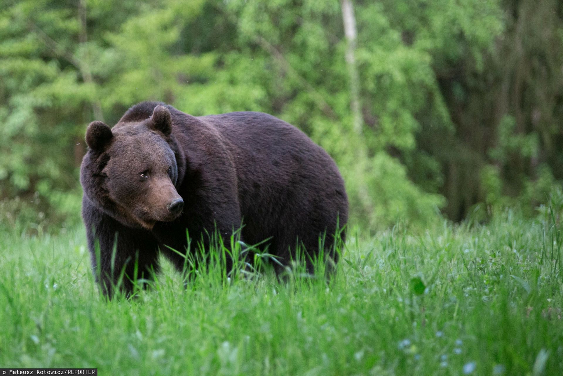 Śmiertelny atak niedźwiedzia. Ekspert wskazuje powód