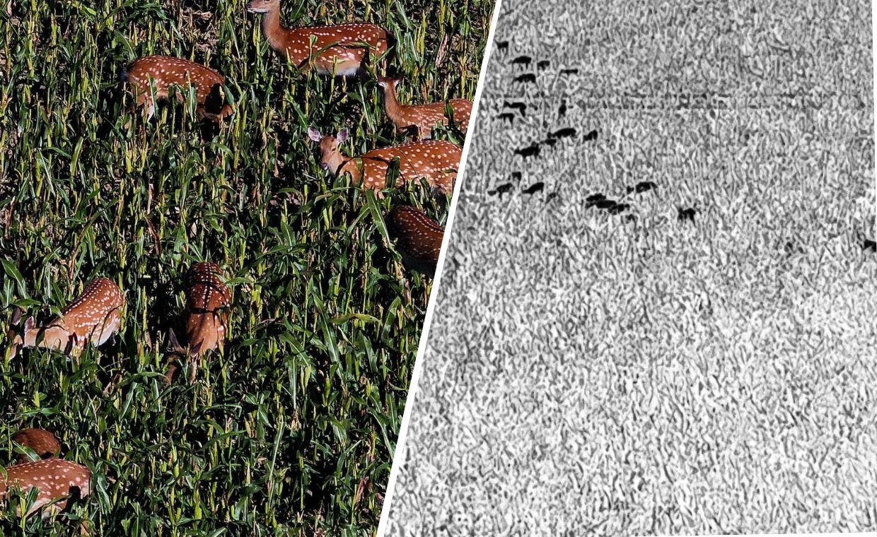 Chmara zdziczałych jeleni. Inwazja na Opolszczyźnie