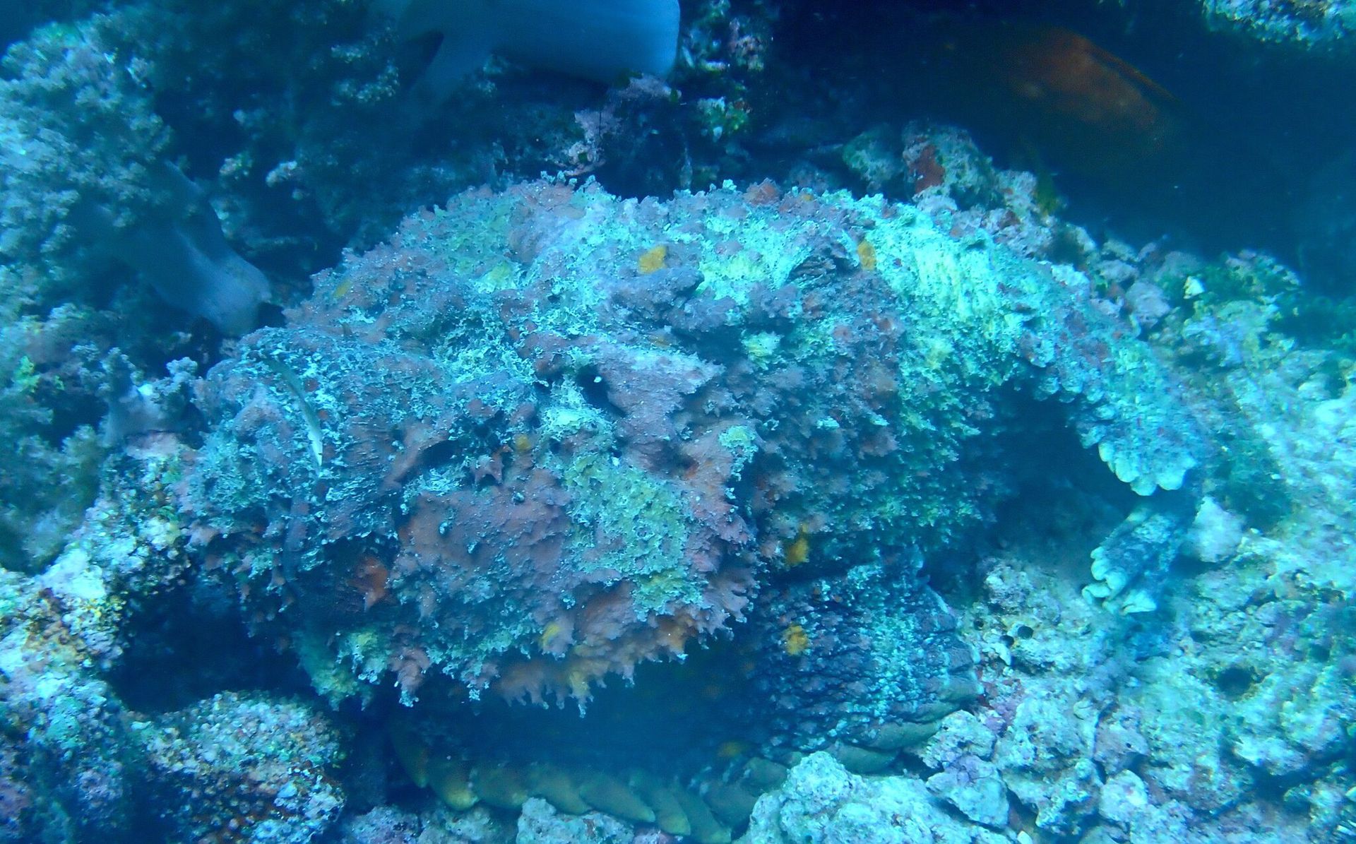 Najbardziej jadowita ryba świata. Tak działa jej jad