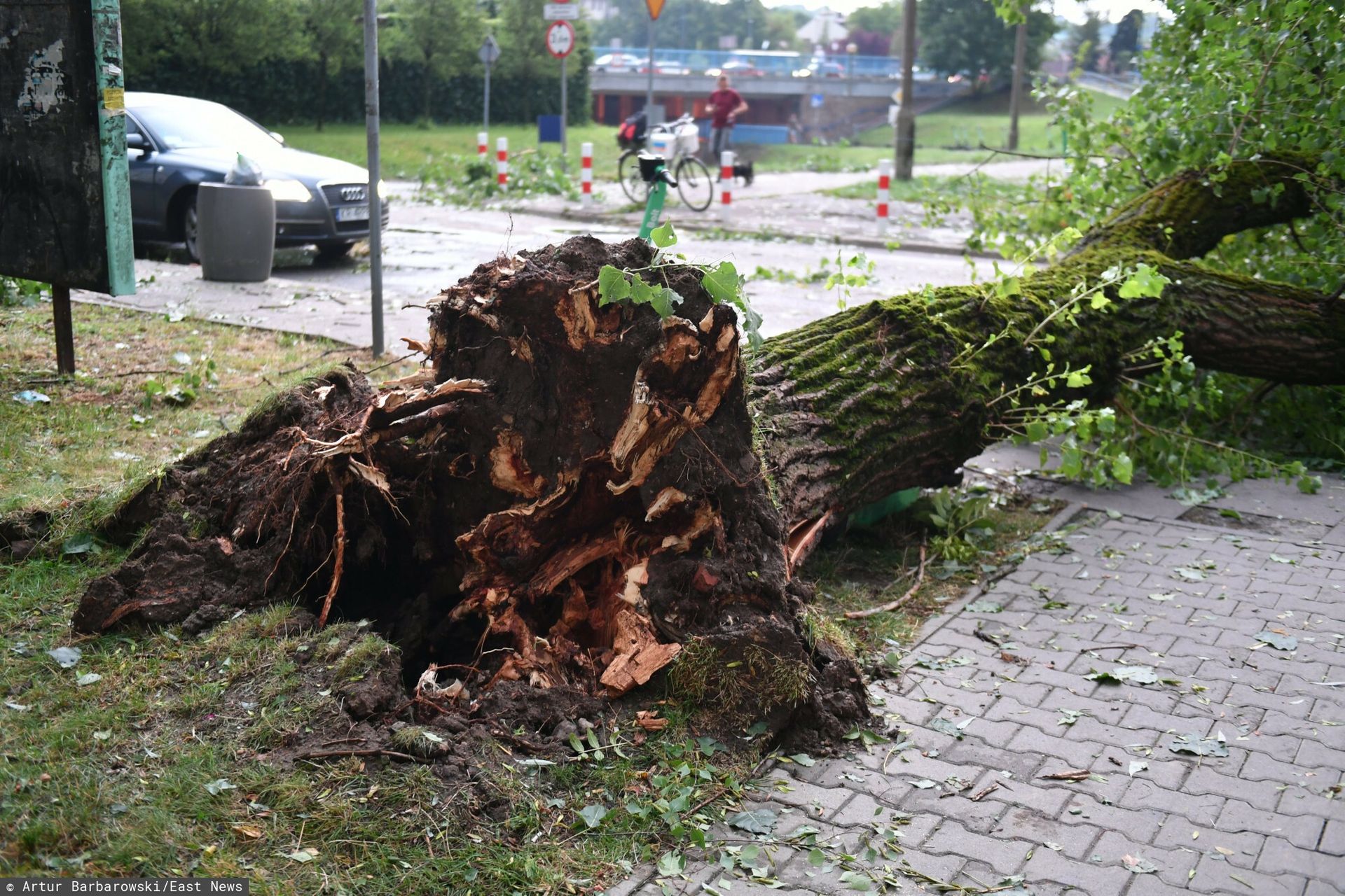 Drzewo runęło na przechodniów. Miasto się tłumaczy