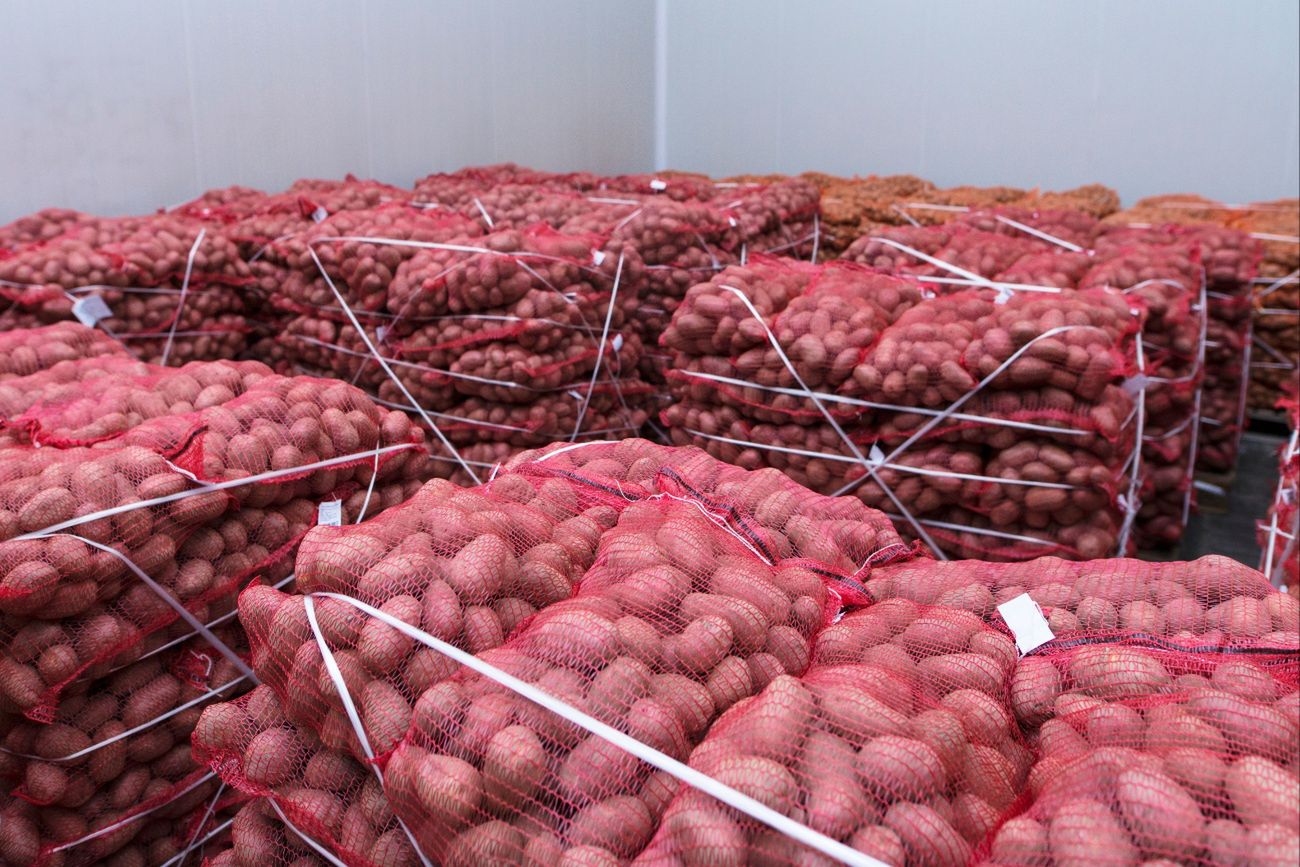 Wysłali ziemniaki do Polski. Zarobili 288 mln zł. Oto skąd je ściągamy