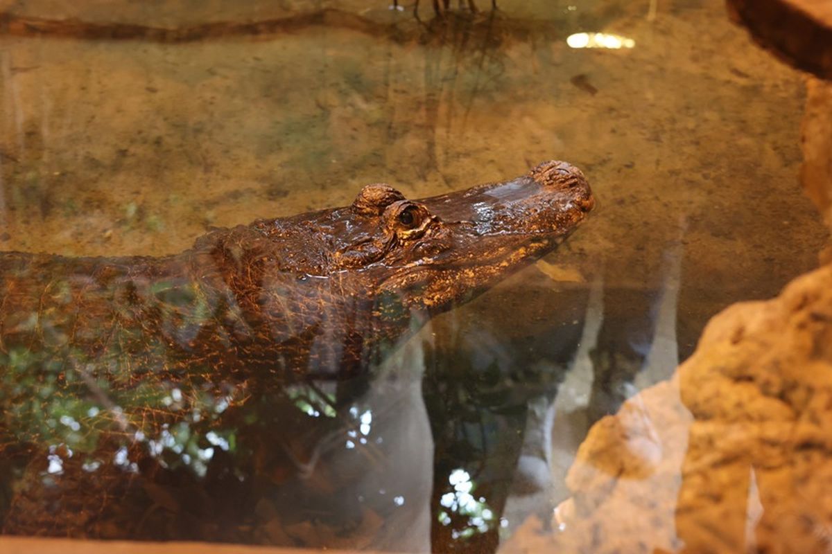 Wykluła się w 1930 r. Mieszka w Polsce, ale zadziwia cały świat