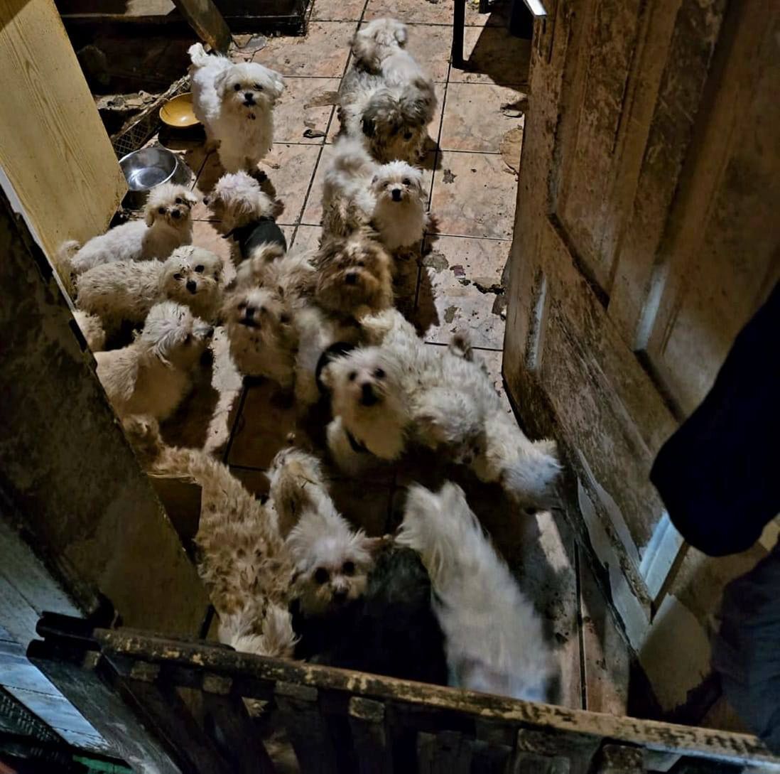 Psy były w fatalnym stanie. 71-latce grozi więzienie