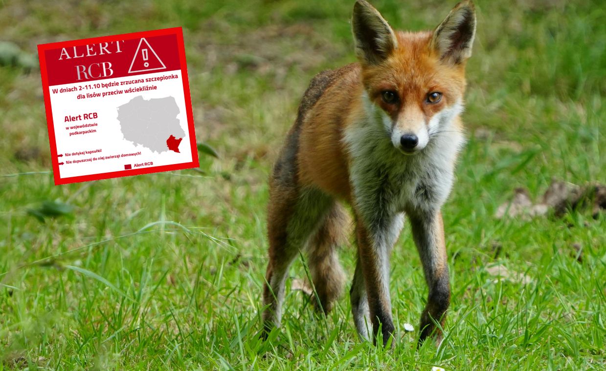 Jesienna akcja na Podkarpaciu. "Uwaga! Nie dotykaj kapsułki"