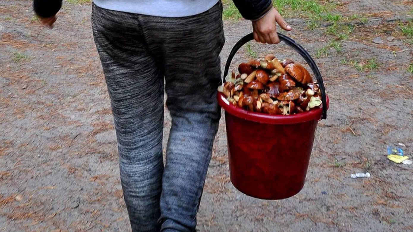 Rusza sezon grzybowy. Można zarobić choćby 500 zł kary