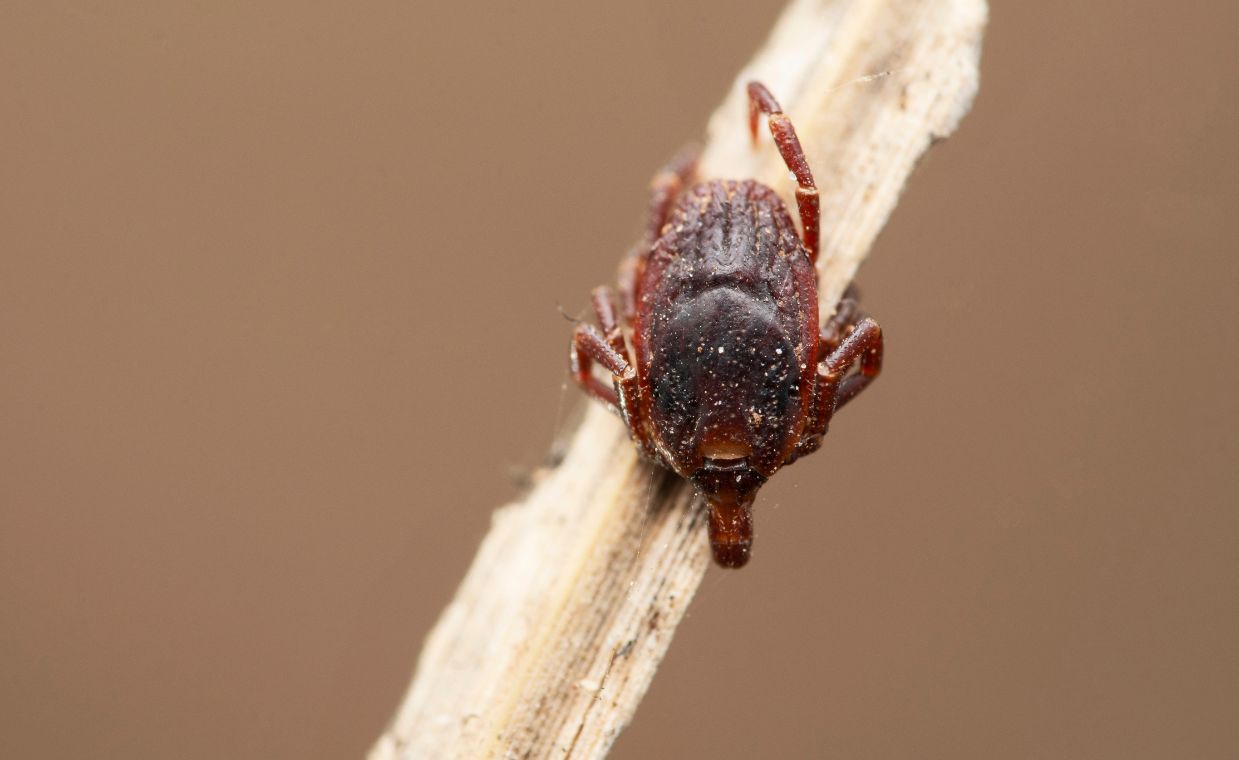 Niemcy zmagają się z egzotycznymi kleszczami Hyalomma. Widziano je również w Polsce