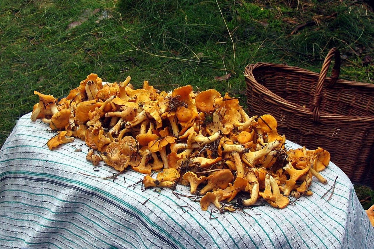 100 zł za kurki. Grzybiarze narzekają na kiepski sezon