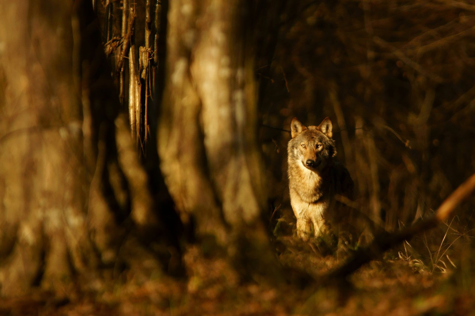 Śmieci w lasach. Dzikie zwierzęta w niebezpieczeństwie