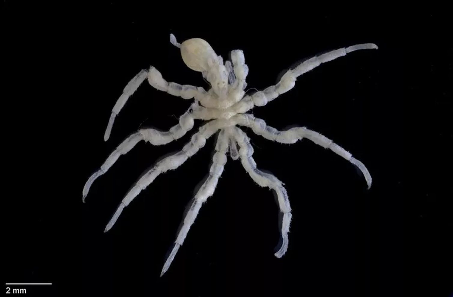 "Morskie pająki". Hodują bakterie na swoich ciałach, by potem je zjeść