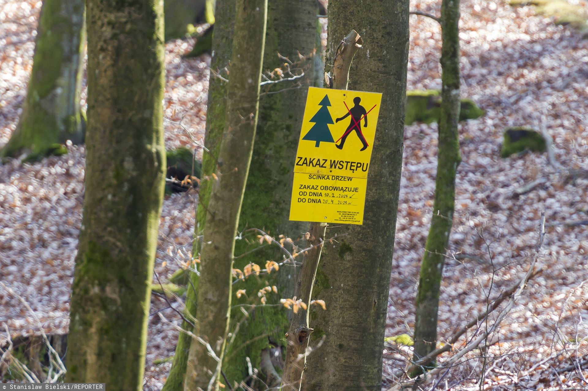 Nieprawidłowości w Nadleśnictwie Elbląg. Oto wyniki kontroli NIK