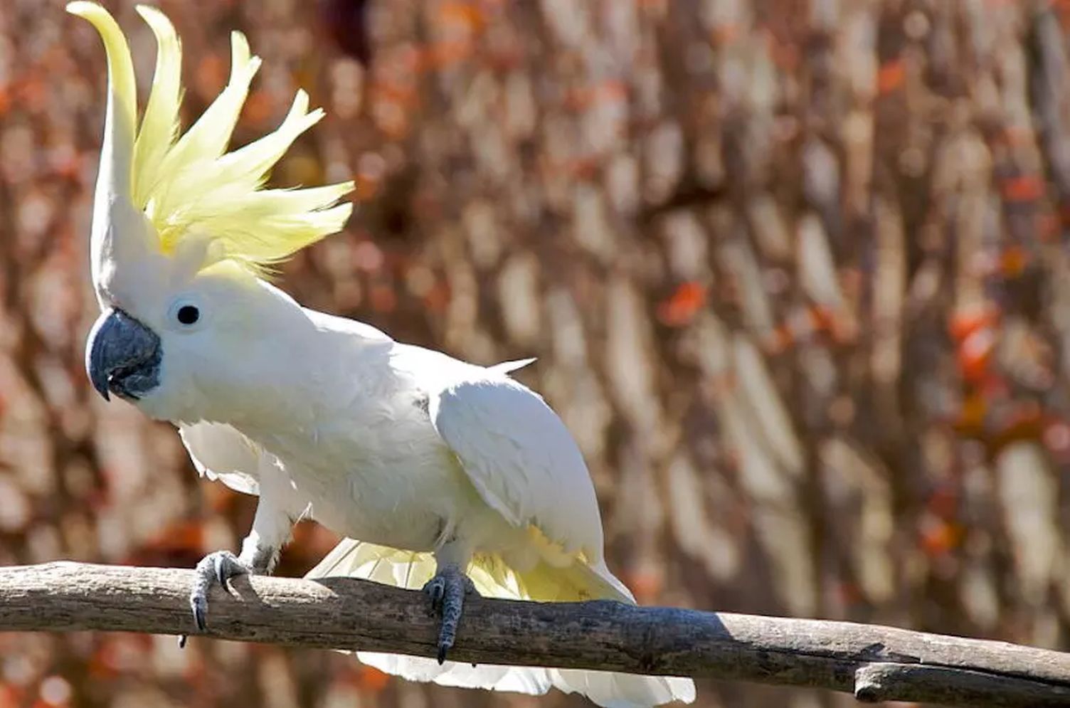 Kakadu z Sydney nauczyły się obsługiwać publiczne dystrybutory z wodą