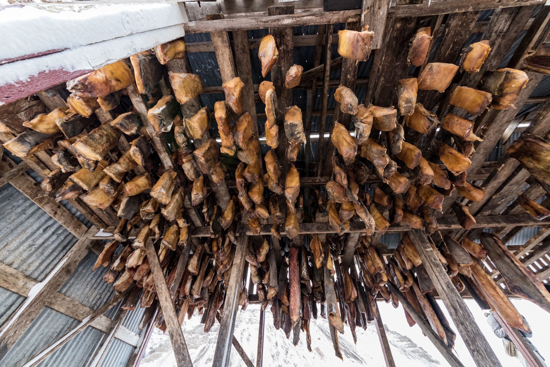 Zapach odstrasza choćby największych cwaniaków. Na Islandii to codzienność