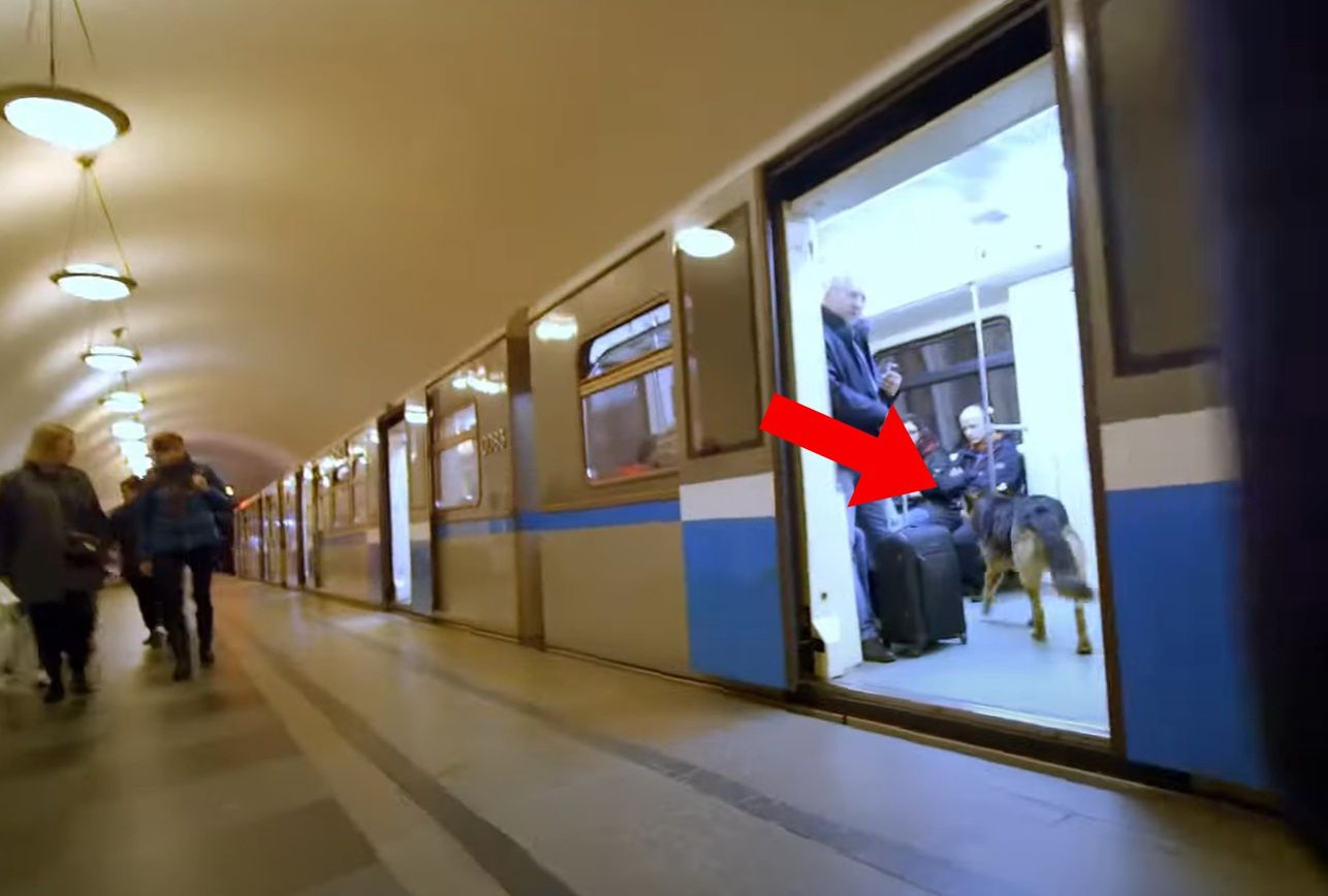 Psy w rosyjskim metrze. Wsiadają i jadą razem z ludźmi