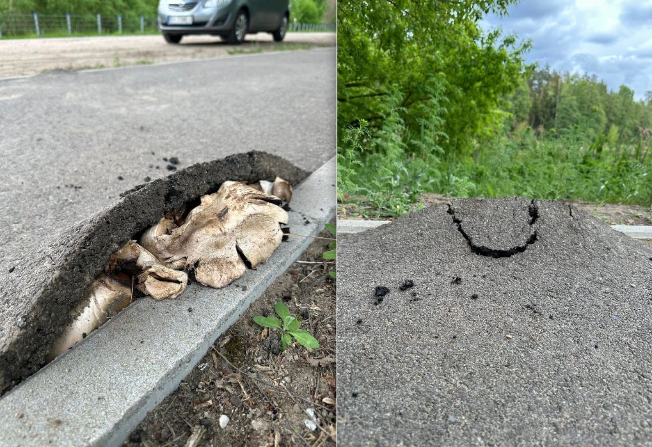 Grzybnia na Podlasiu podniosła asfalt. To jak akcja z "The Last of Us"