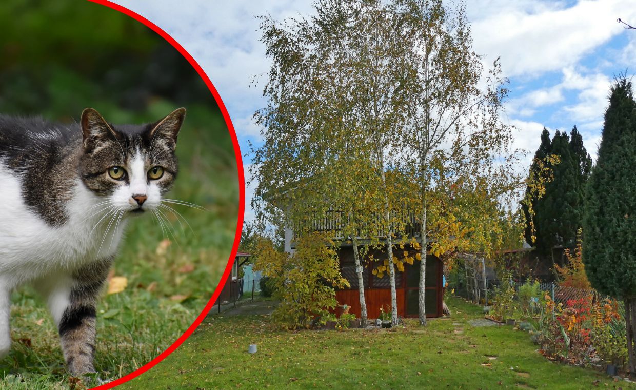 Odcięta głowa kota na działkach. "Sprawca nie może być bezkarny"