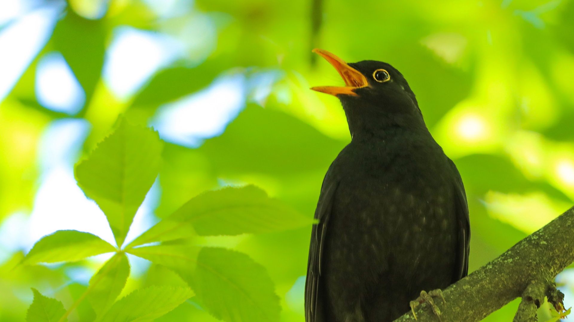 Ptaki śpiewają dłużej niż kiedyś? Zaskakujące odkrycie naukowców