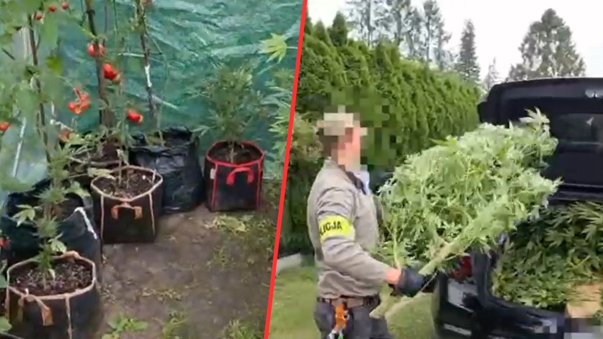 Weszli na działkę w Piasecznie. Odkrycie w pomidorach