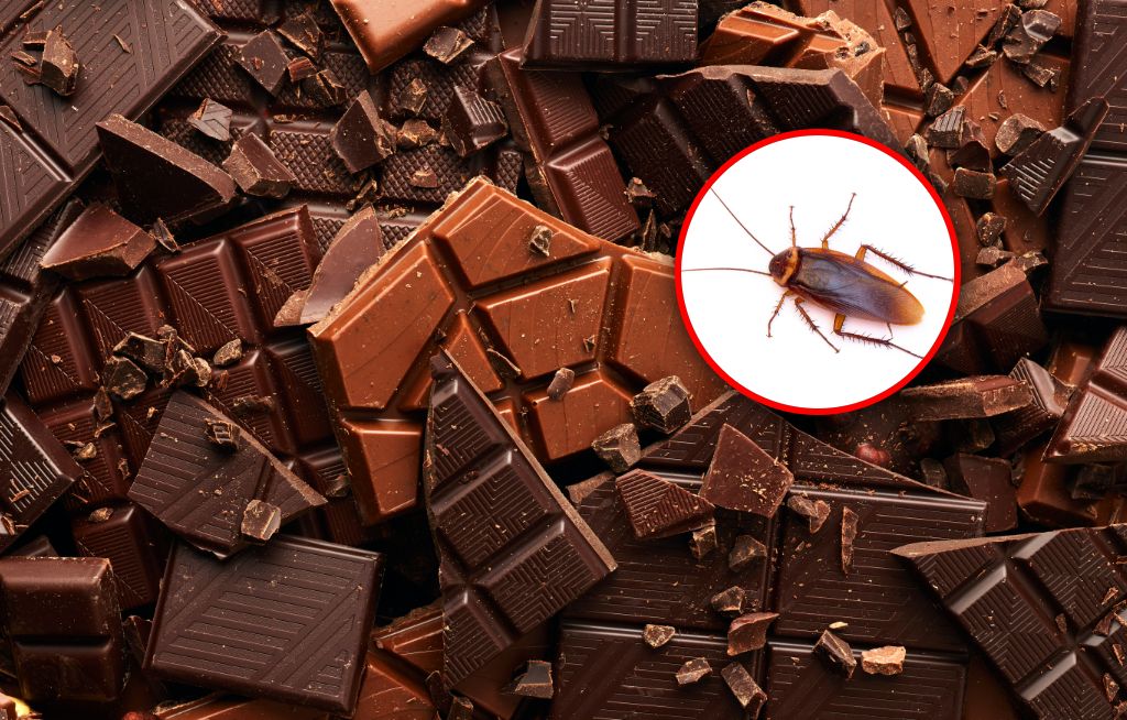 Nie chcesz wiedzieć. Tyle owadów może być w twojej czekoladzie