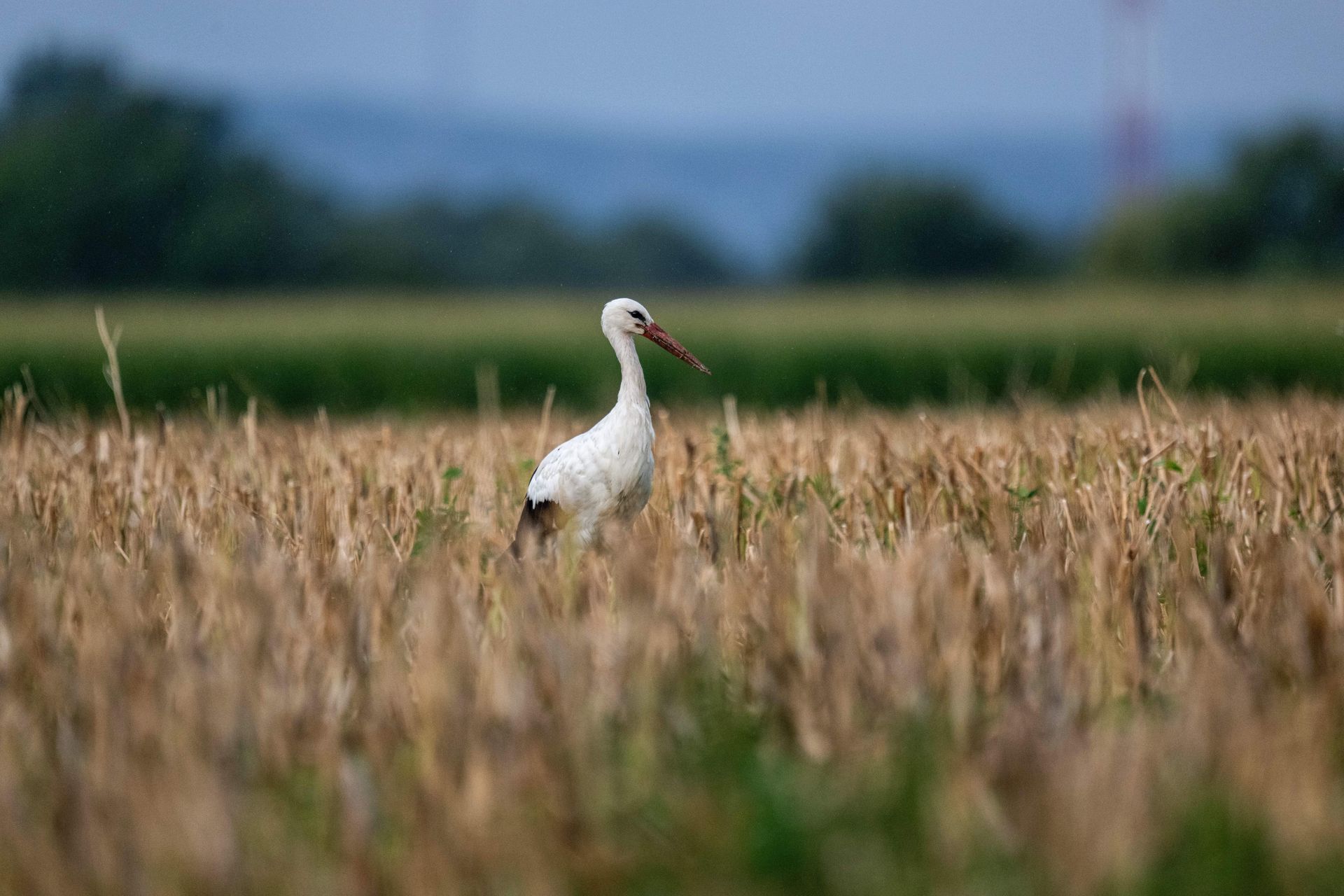 Czas bocianich sejmików. Już się gromadzą, a to zły znak