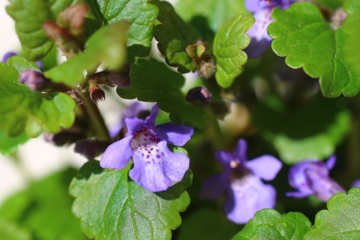 My wyrywamy jak chwast. Babcie dodawały do rosołu, bo podbijał smak lepiej niż lubczyk i wystarczyło mniej soli