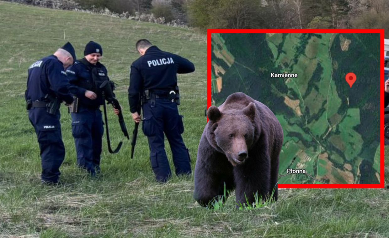 Wstrząsający widok w lesie. "Wzburzenie i przerażenie". Mieszkańcy chcą działań