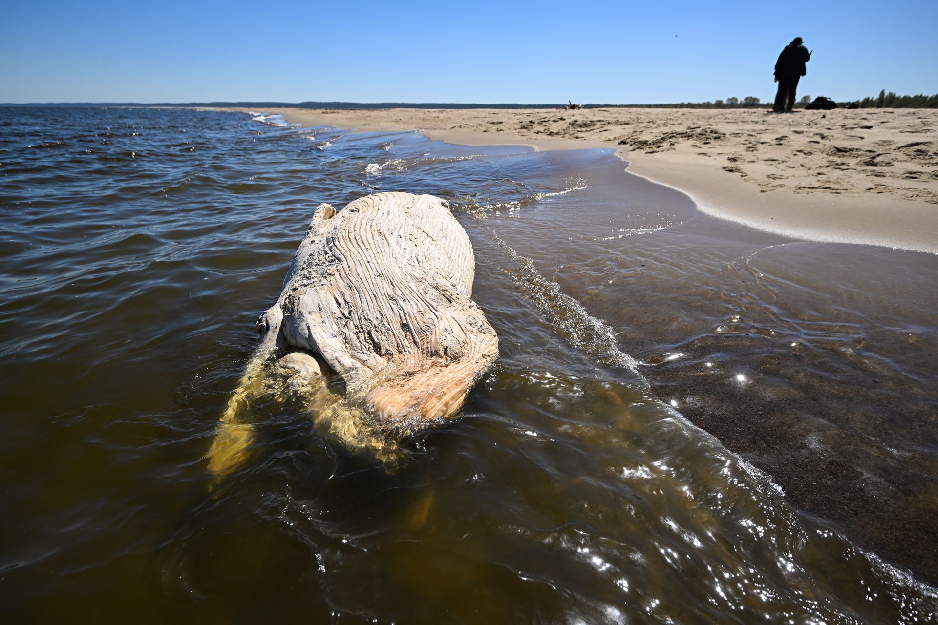 Już wiadomo. Wieloryb znaleziony na polskiej plaży zostanie zutylizowany