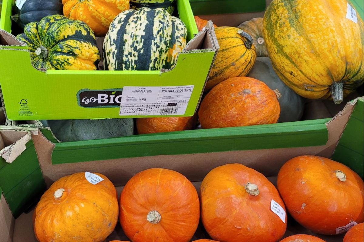 Czy dynia na Halloween jest jadalna? Odpowiedź cię zaskoczy