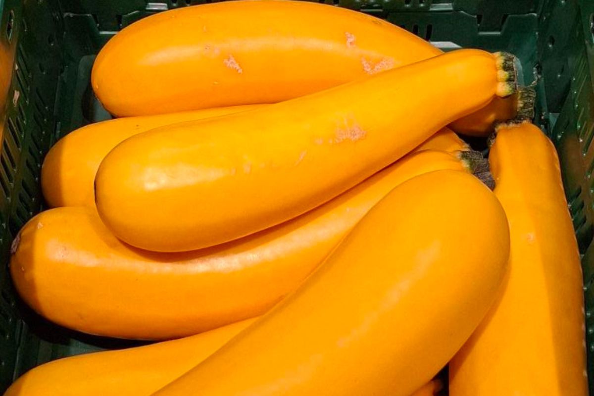 Wygląda dziwnie, smakuje obłędnie. To warzywo ma same zalety, a prawie nikt go nie kupuje