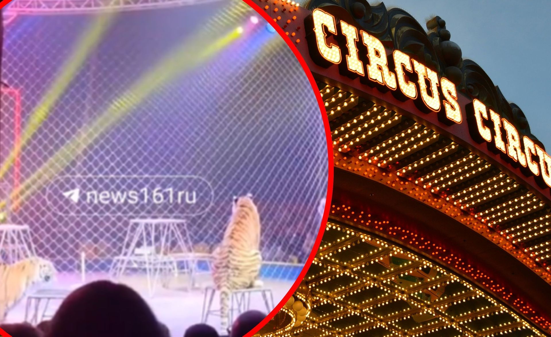 Tygrys uciekł z areny w cyrku w Rosji. Jest nagranie