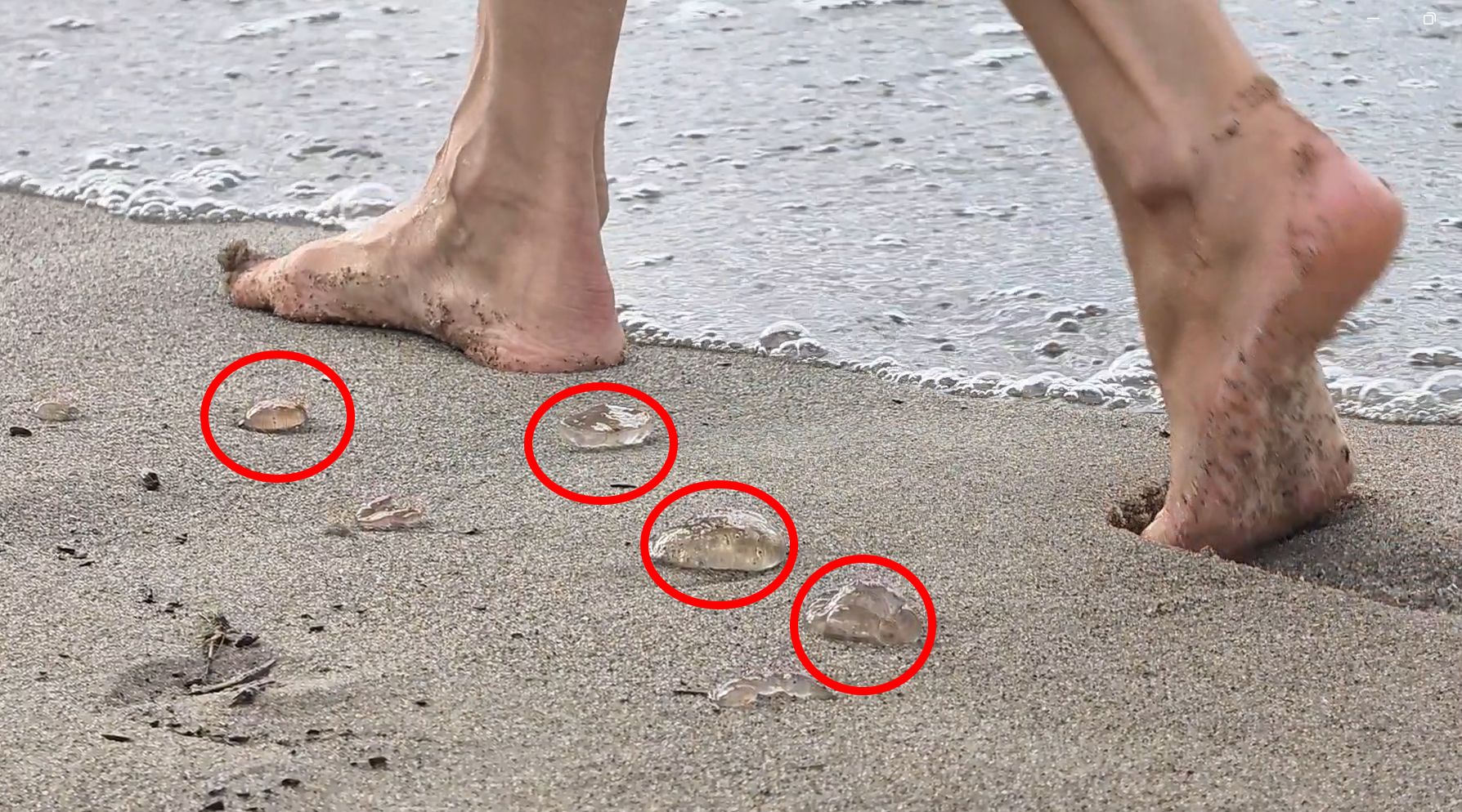 Prawdziwy wysyp na polskich plażach. Pojawiły się wyjątkowo wcześnie