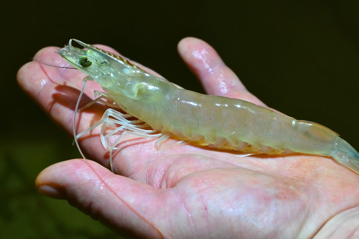 Jedyne takie miejsce w Polsce. W basenach hodowane są przysmaki