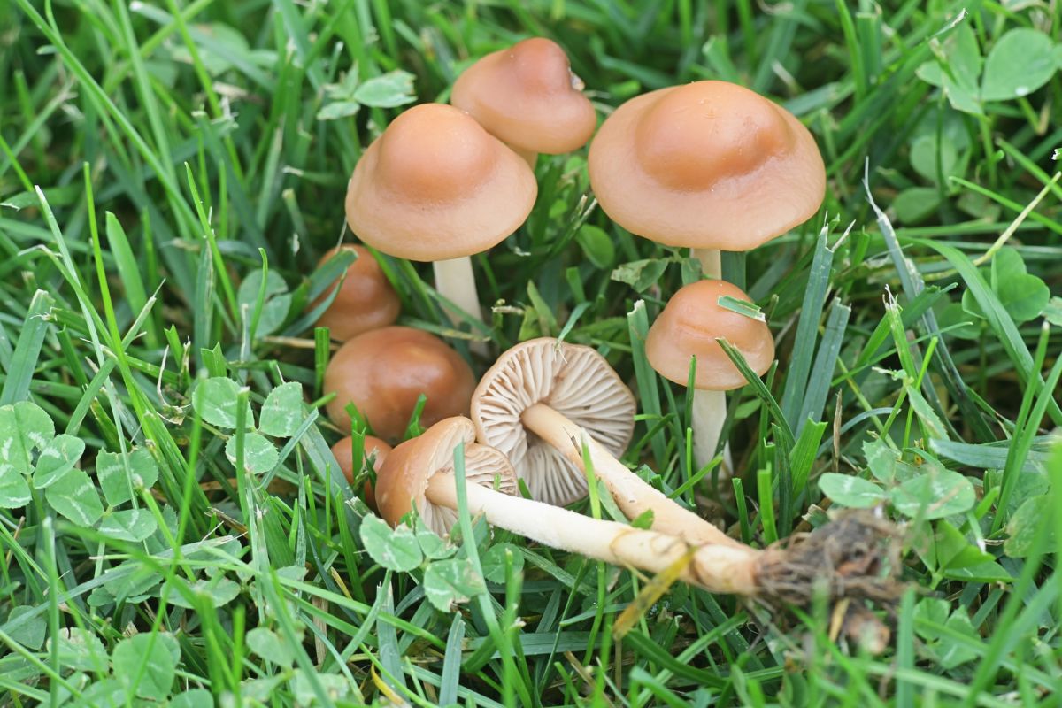 Te grzyby mają zabawną nazwę, ale są smaczne. Można z nich zrobić obłędny sos